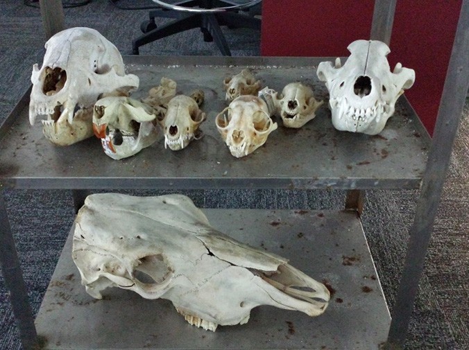 Artec 3D為互動式頭骨博物館掃描，無需貼任何標記點